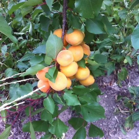 Täuber 3* Krems an der Donau