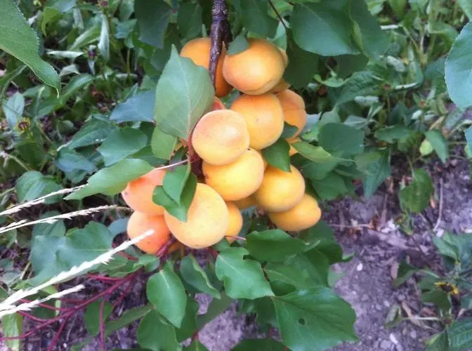 Fruehstueckspension Taeuber 3* Krems an der Donau